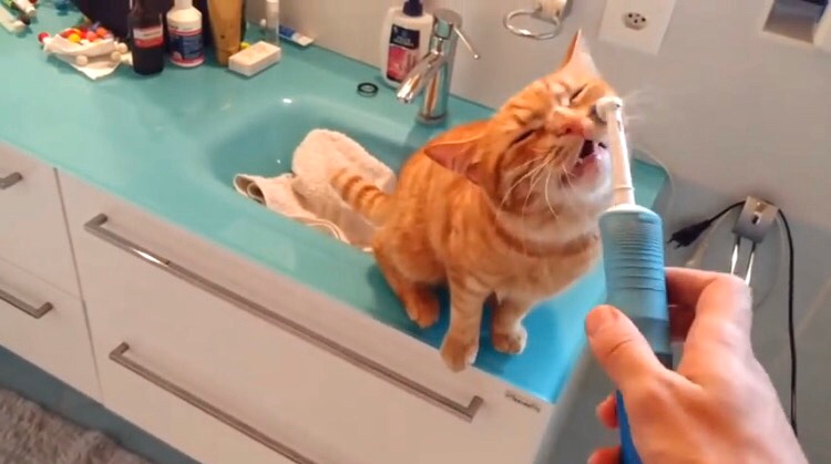 電動歯ブラシのマッサージが気持ち良すぎて至福顔の茶トラ猫