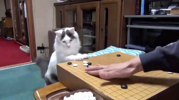 勝負やいかに？おじいちゃんと猫ちゃんのほのぼの囲碁対局