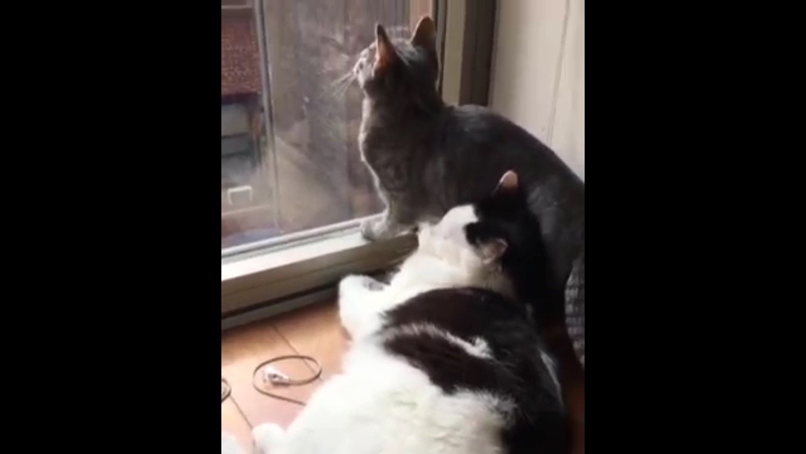 息ができにゃい！外を見るのに夢中な猫が同居猫の顔に座る決定的瞬間