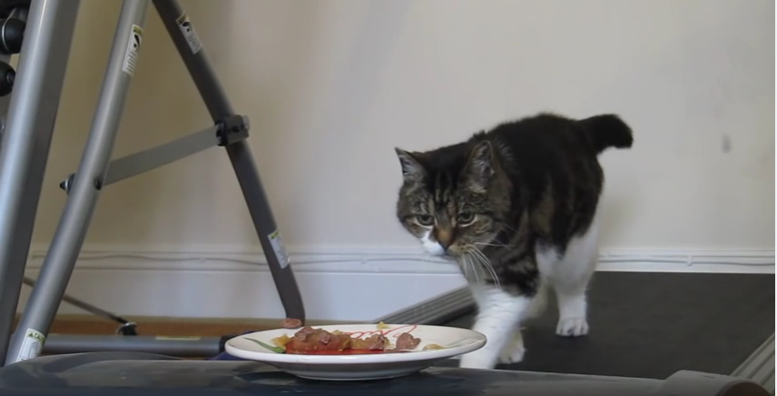 キョトン顔にも注目！ごはんが食べたい猫vs理不尽なルームランナー