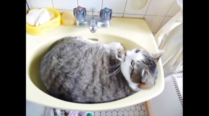 洗面所が癒し空間に！キュートな「おはよう」で寝起きの挨拶をする猫