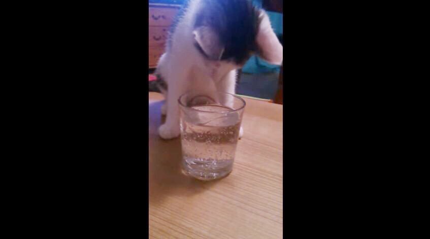 爆笑必至！？炭酸水を味見した猫のユニークすぎるリアクション