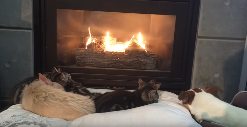 「ディナー」の一言で静寂が一変！暖炉を囲む食いしん坊な猫とマイペースな犬