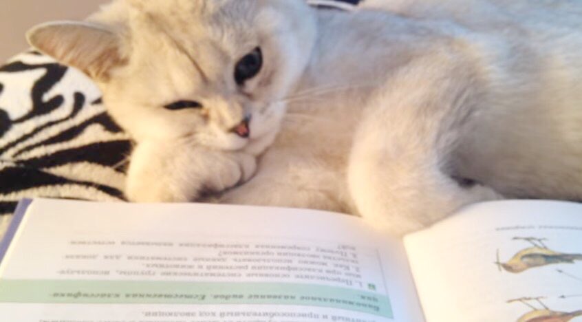 鳥の生態を勉強中！？頬杖付きで貫録満天な白猫の読書タイム