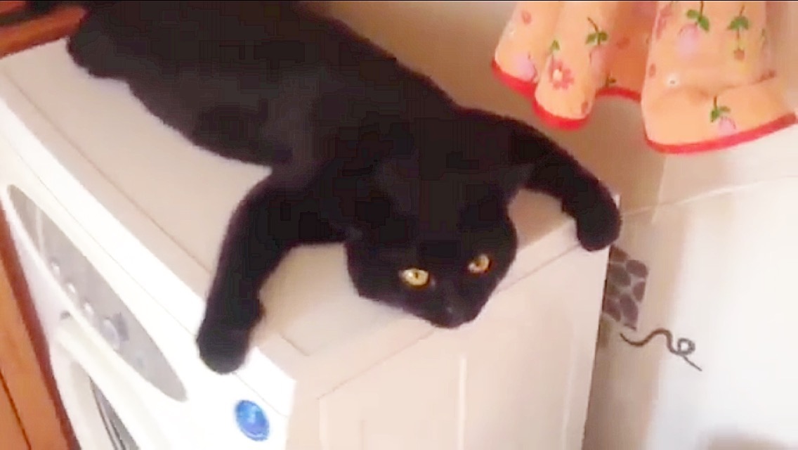 ガタガタ音を立てる洗濯機にしがみついて振動を楽しむ黒猫さん