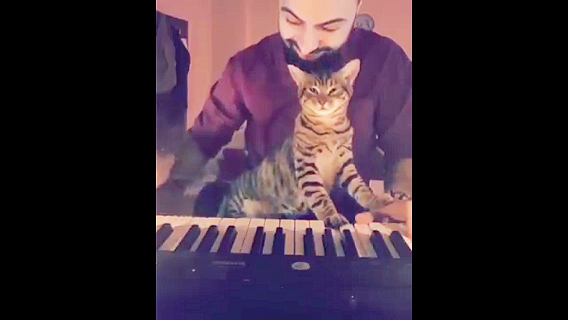 飼い主さんのピアノ演奏をウットリした表情で聴く猫ちゃん