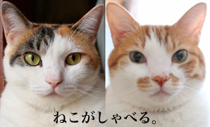 猫がしゃべる！？moshinukoさんの愛と工夫が詰まったネコ動画の数々