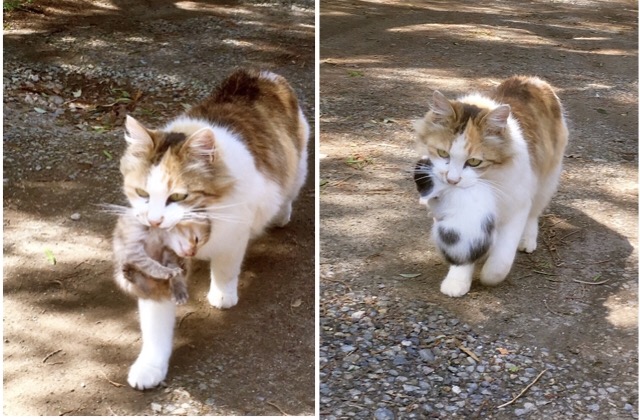 子猫を運ぶミケネコヤマト宅急便が出現！23匹の猫に囲まれた多頭飼い生活
