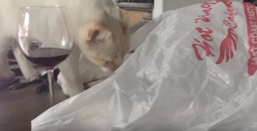 白猫ちゃんも大困惑！ビニール袋が引き起こしたまさかの大惨事とは？