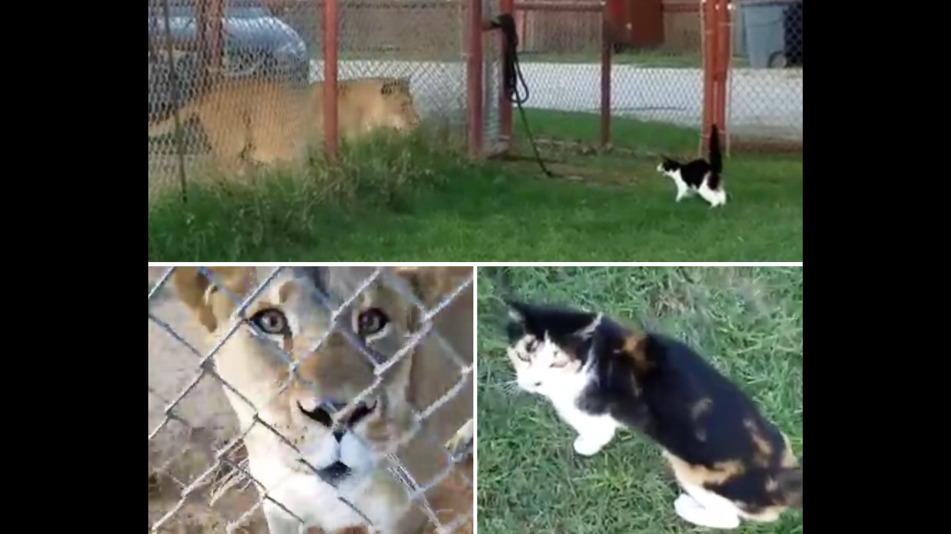 猫 vs ライオン！無謀すぎる戦いを挑むメス猫さんに飼い主も苦笑