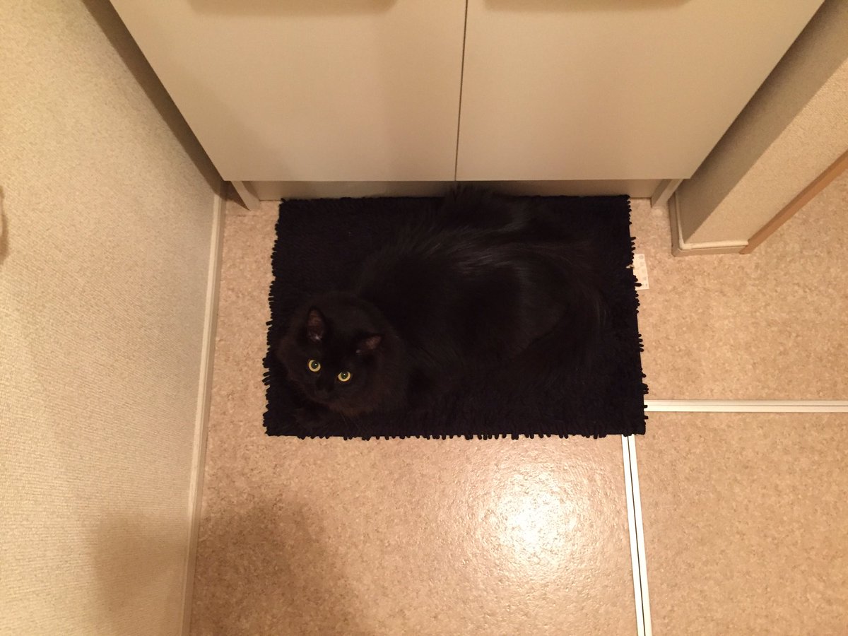 黒猫さんが黒いマットに完璧に擬態中 日常に潜むトラップを回避せよ ねこナビ