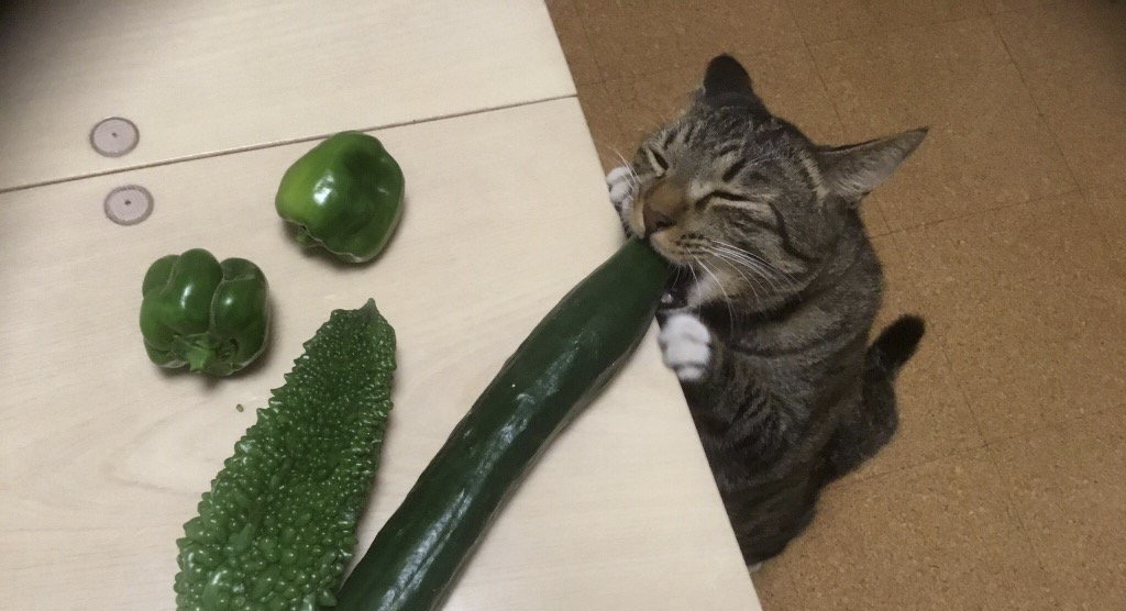 きゅうりにかぶりつくニャンコ！飼い主が育てた夏野菜に至福のお顔を披露