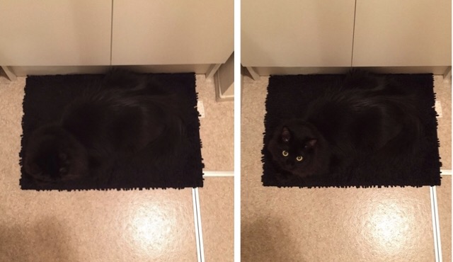 黒猫さんが黒いマットに完璧に擬態中！日常に潜むトラップを回避せよ