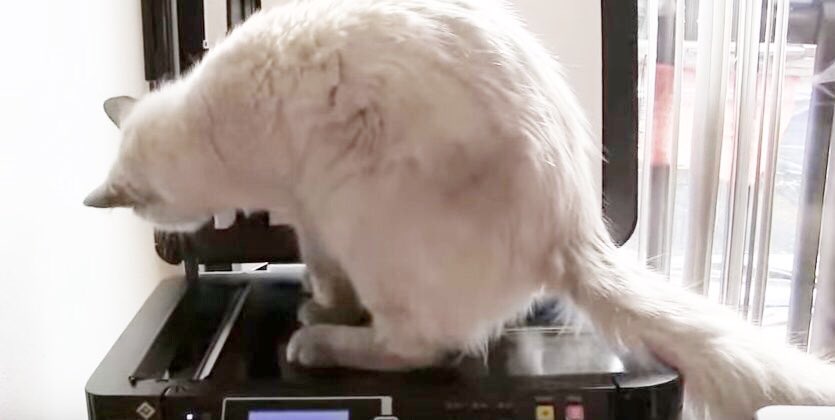 等身大のかわいさ！コピー機に興味津々な猫の肉球とお尻をプリンターで印刷