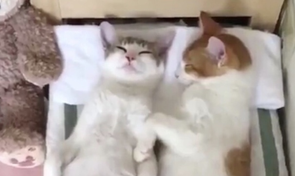 究極のほっこり動画！人形用のベッドで眠る双子にゃんこが天使すぎる