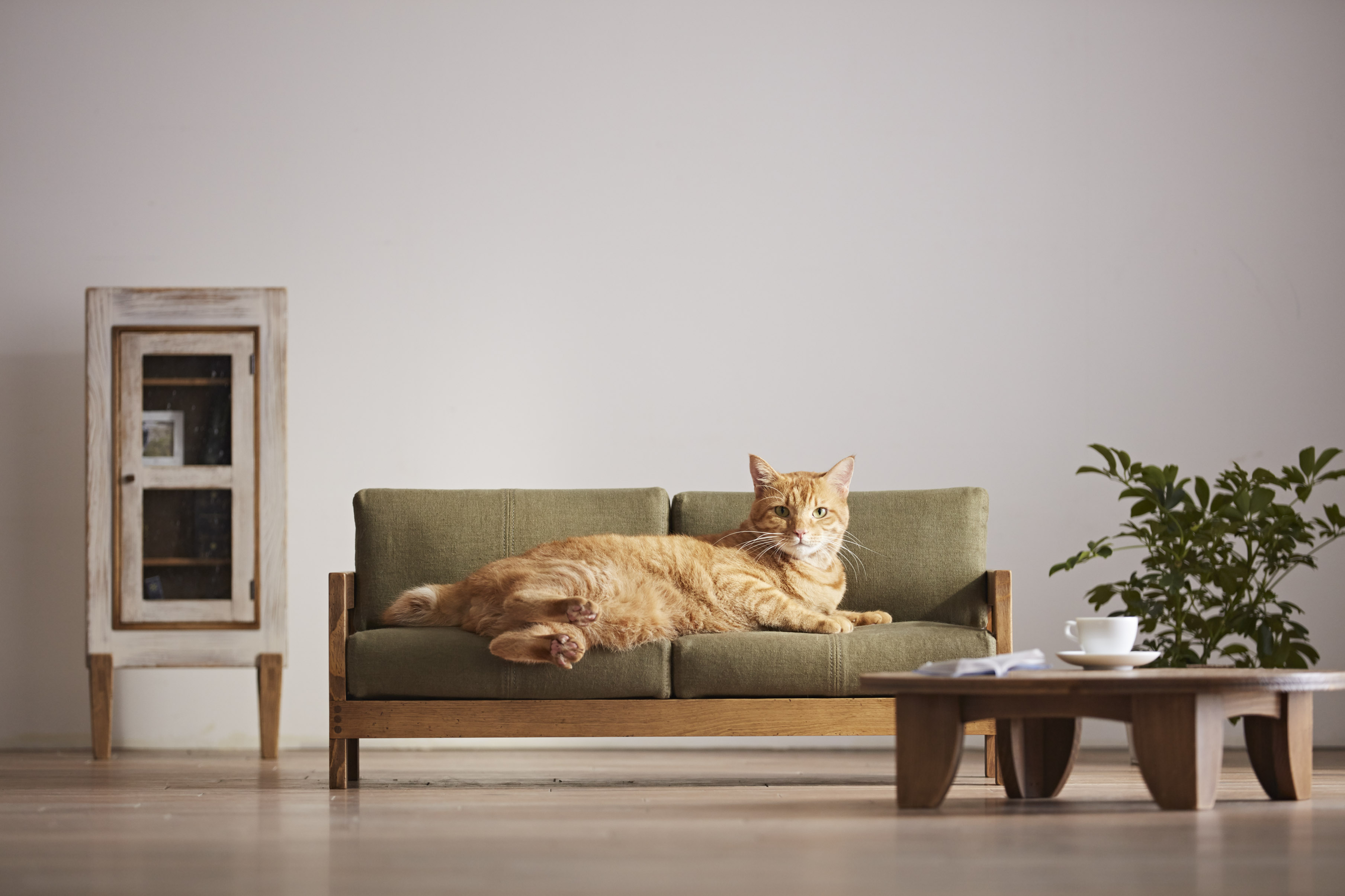 Cat scene. Диван кошка. Кошачья мебель в интерьере. Кот в квартире. Кошка в интерьере.