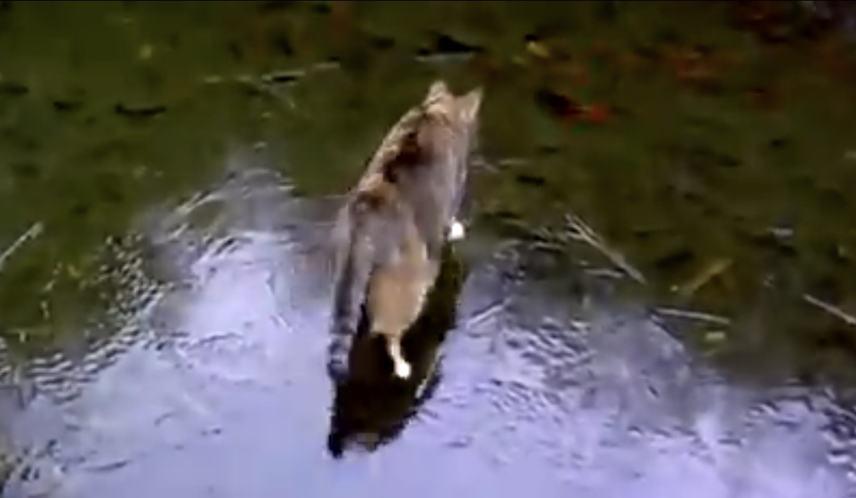 ニャンコon凍った池！へっぴり腰で滑りながらお魚を追うニャ！