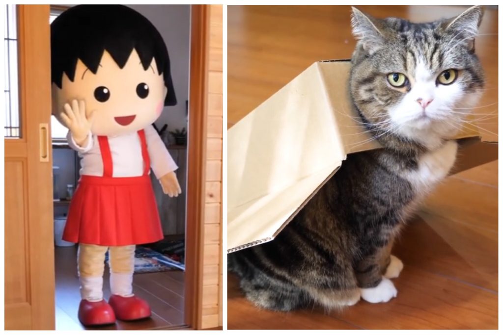 箱に滑り込む猫「まる」がちびまる子ちゃんと夢のコラボ！ドキドキの初対面は！？｜ねこナビ
