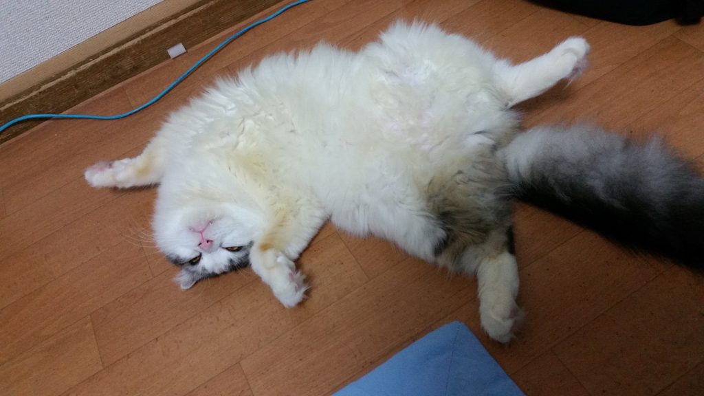 もちとら可愛いポーズ｜ねこナビ