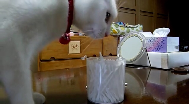 にゃんだこれ！？綿棒で遊ぶ白猫ちゃんの好奇心が大爆発