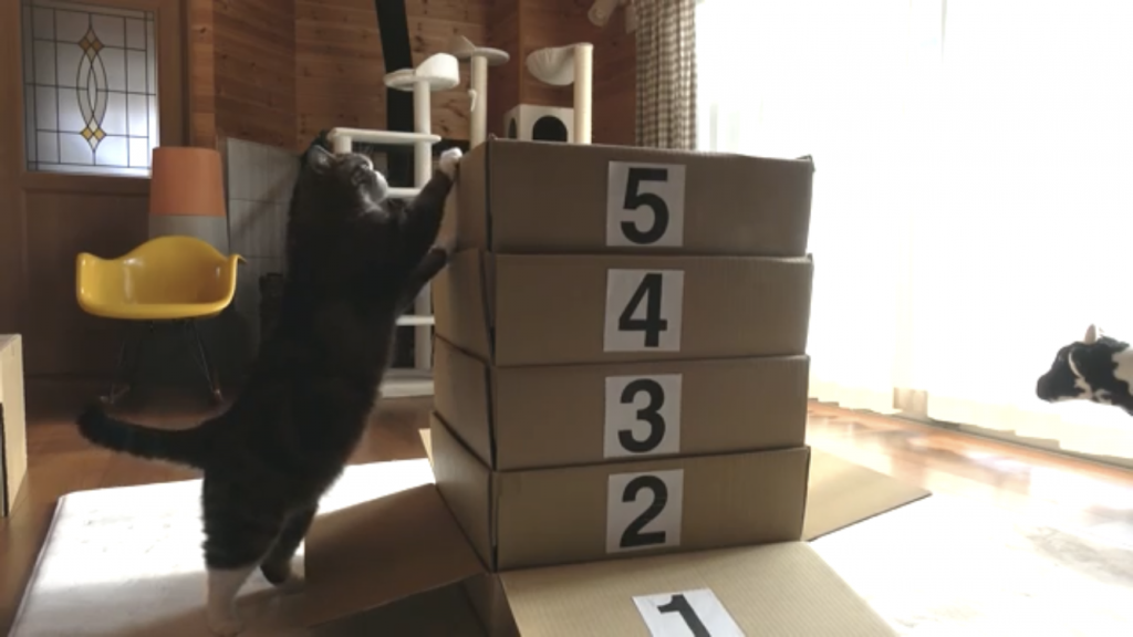 箱に滑り込む猫まるちゃんが跳び箱に挑戦！何段まで飛び乗れる？｜ねこナビ