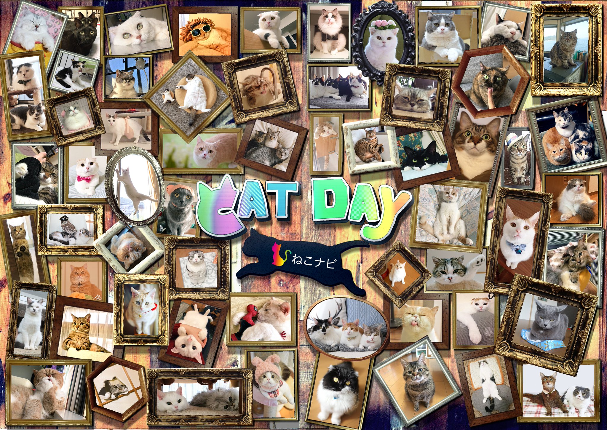 18年版 ねこ好き必見 Twitterで話題の猫系アカウント６０名を一挙大紹介 ねこナビ