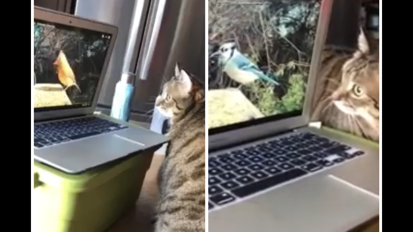 不思議顔でバードウォッチング！パソコン画面の中の鳥に翻弄される猫