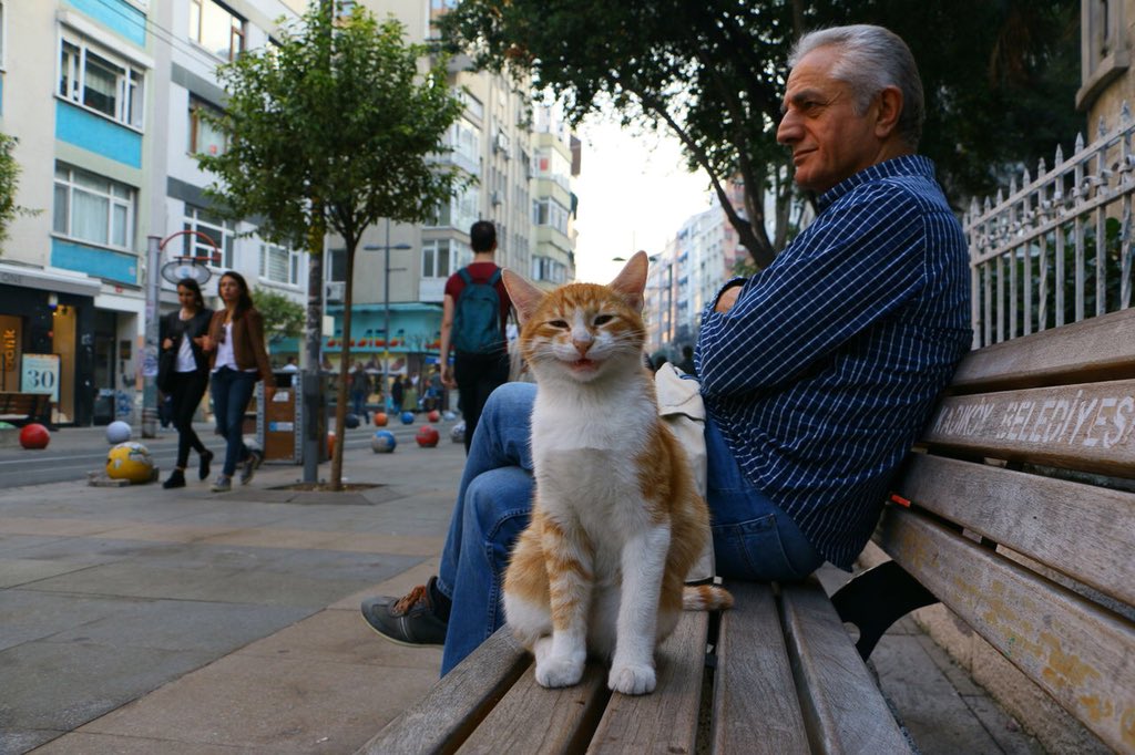 猫写真家が魅せる！トルコの猫たちを収めた写真展「ねことるこねこ」が5月14日より開催