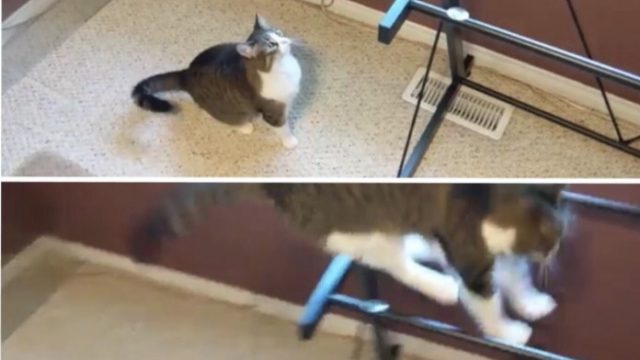ガラス天板を外したテーブルに猫が飛び乗ろうとしたら笑撃の展開に