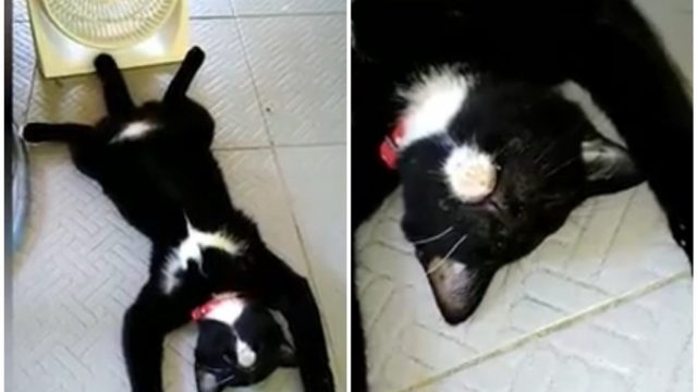わたしを見てにゃ 激しいスリスリ攻撃で意中の相手に愛を伝える猫 ねこナビ