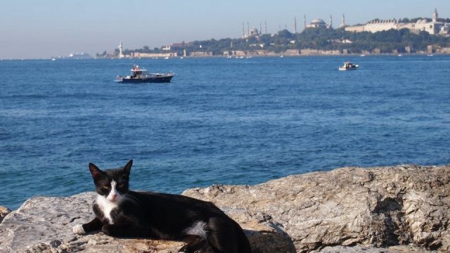 猫写真家・こがまゆ氏による「イスタンブールの猫の写真展　ねことるこねこ」が8月28日から開催！