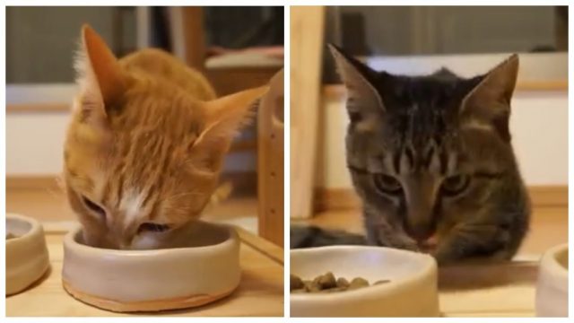 ネコ達が食べ比べ！いつものカリカリとお高いカリカリどっちを選ぶ？