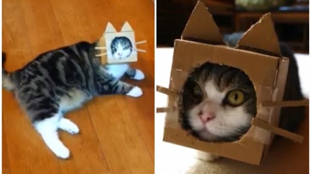 箱に飛び込むスター猫まるちゃん、遂に箱をかぶって猫になる！