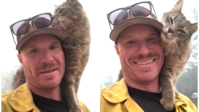 カリフォルニアの山火事から救出された猫が消防士にお礼のスリスリ