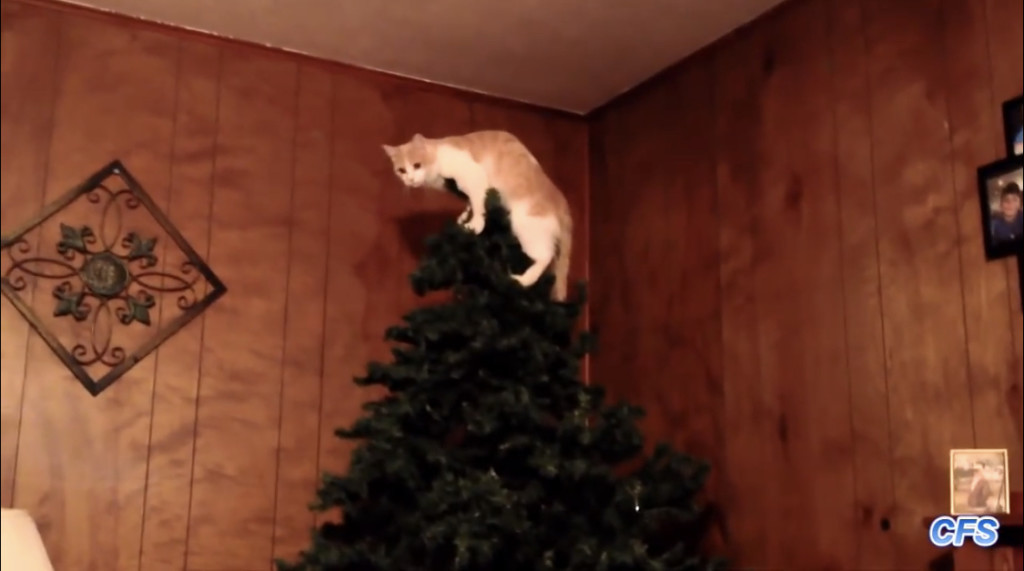 猫vsクリスマスツリー 聖なる夜のアグレッシブな戦い ねこナビ