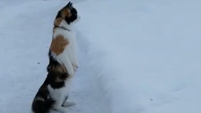 一面の雪にびっくり？思わず後ろ足で立ちつくす三毛猫さん