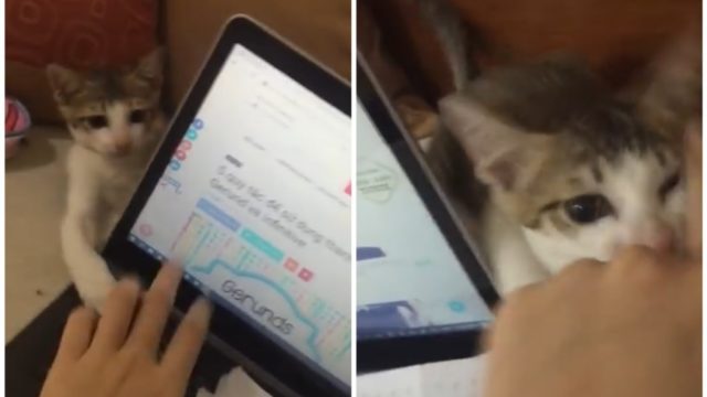 パソコン越しにじゃれつく子猫「お勉強の邪魔するのにゃ！」