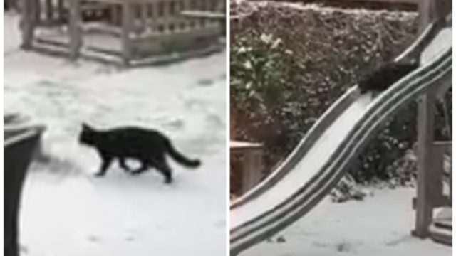 「寒いけど楽しいにゃ！」雪の中で滑り台をエンジョイする黒猫さん