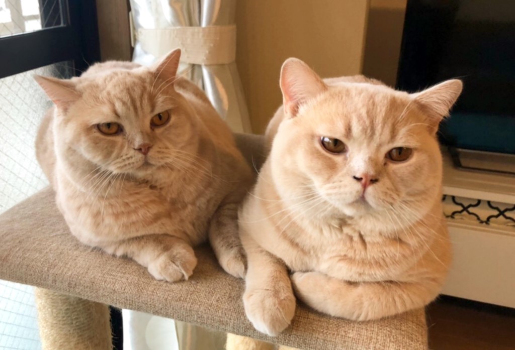 みかんちゃんとぽてとを見分ける方法｜ねこナビ