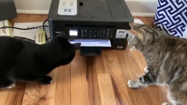 「これは何ですニャ？」2匹の猫たちがプリンターを監視！