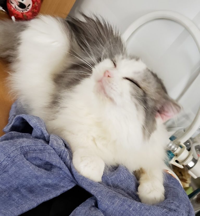 令和初サマーカットもちとら｜ねこナビ