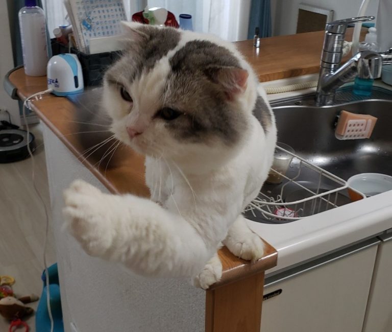 令和初サマーカットもちとら｜ねこナビ