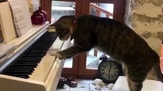 天才猫ピアニストが誕生！？「オンステージを開くニャ」