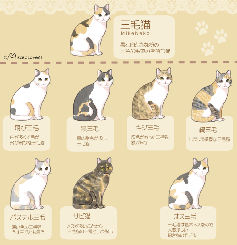 待望 三毛猫様 リクエスト 6点 まとめ商品 - まとめ売り