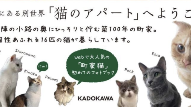 16匹のアイドル猫を収録！「京都町家猫カフェ キャットアパートメントコーヒー」が写真集を発売
