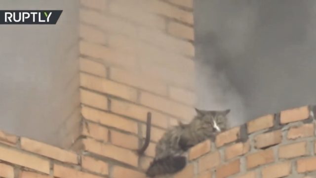 ロシアで火災が発生！アパートに取り残された猫の運命は…？