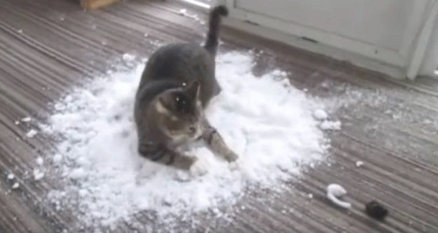 こたつで丸くなるなんてもったいニャイ！雪に大興奮する猫