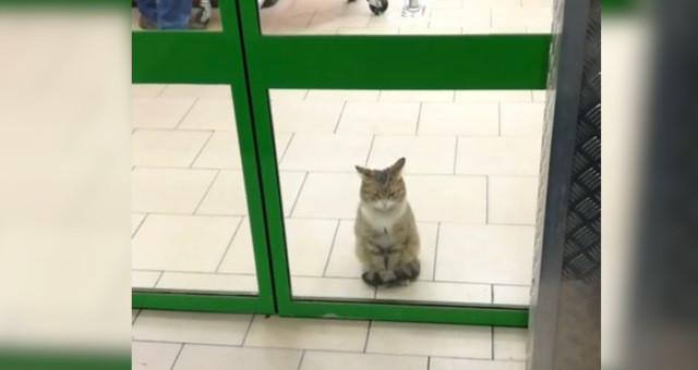 自動ドアの前に招き猫！？じっと座ってお客さんを迎える猫