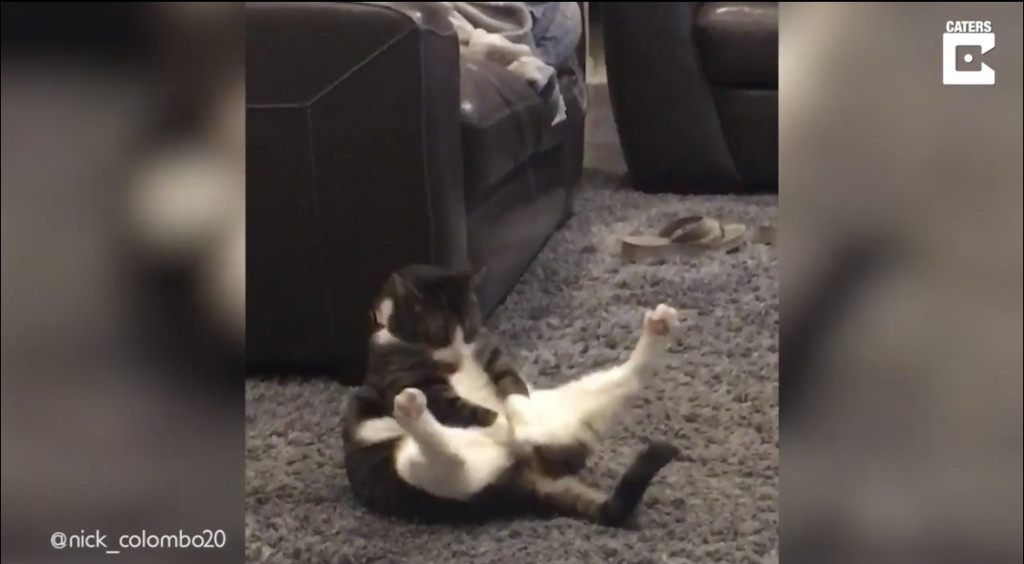 猫　毛づくろい 221208cat.jpg