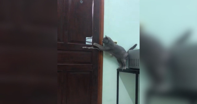 まるで某アニメの大泥棒！ドアの鍵を開けて颯爽と立ち去る猫
